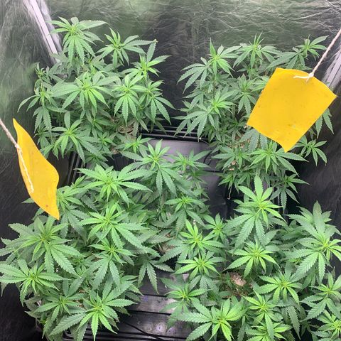 Cookies (Royal Queen Seeds) growlog timeline photo