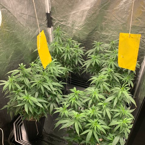 Cookies (Royal Queen Seeds) growlog timeline photo