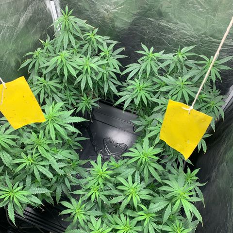 Cookies (Royal Queen Seeds) growlog timeline photo