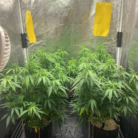 Cookies (Royal Queen Seeds) growlog timeline photo