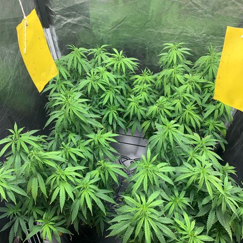 Cookies (Royal Queen Seeds) growlog timeline photo
