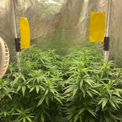 Cookies (Royal Queen Seeds) growlog timeline photo