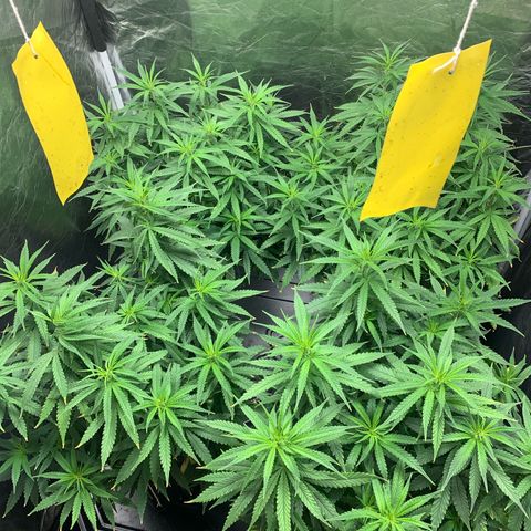 Cookies (Royal Queen Seeds) growlog timeline photo
