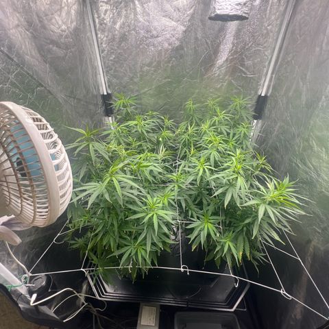 Cookies (Royal Queen Seeds) growlog timeline photo