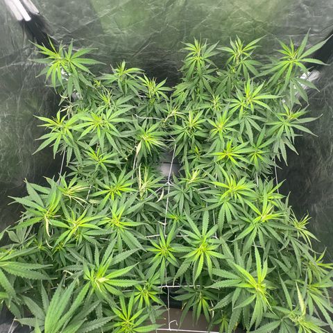 Cookies (Royal Queen Seeds) growlog timeline photo