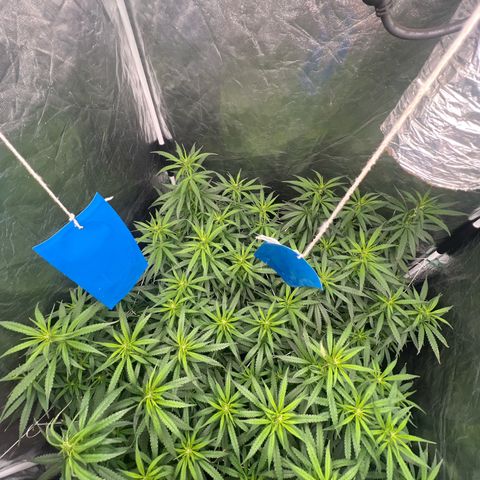 Cookies (Royal Queen Seeds) growlog timeline photo