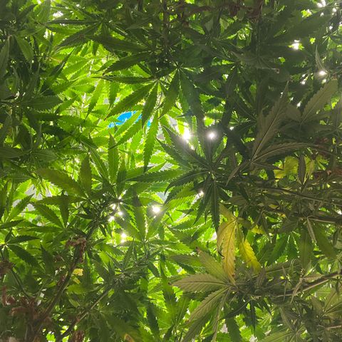 Cookies (Royal Queen Seeds) growlog timeline photo