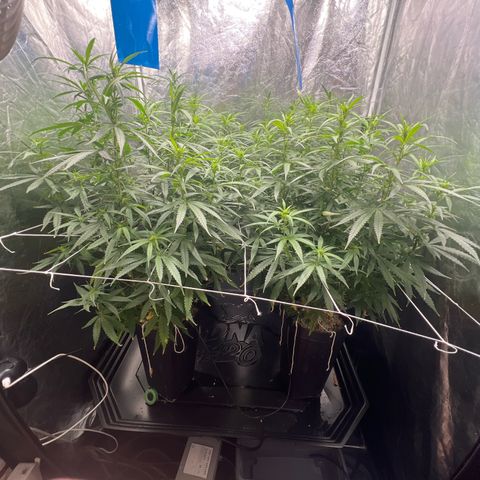 Cookies (Royal Queen Seeds) growlog timeline photo