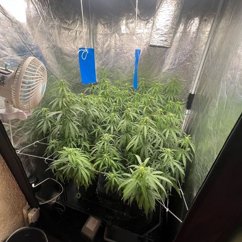 Cookies (Royal Queen Seeds) growlog photo: Óleo de neem