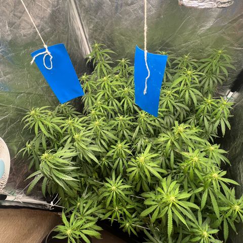 Cookies (Royal Queen Seeds) growlog photo: Óleo de neem