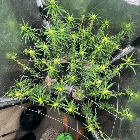 Cookies (Royal Queen Seeds) growlog timeline photo