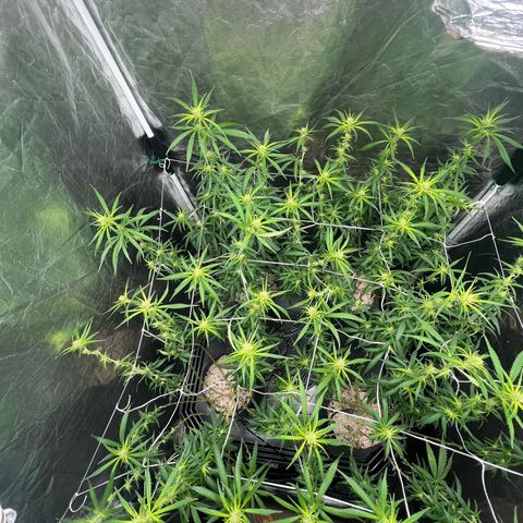 Cookies (Royal Queen Seeds) growlog timeline photo