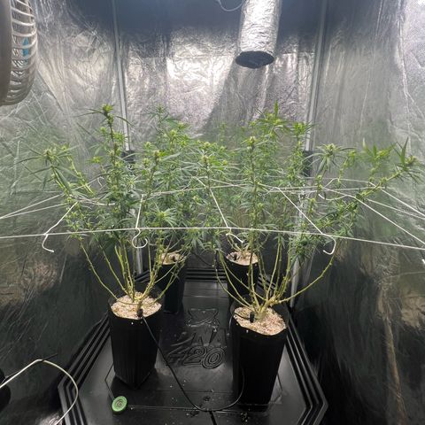 Cookies (Royal Queen Seeds) growlog timeline photo
