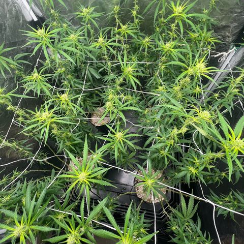 Cookies (Royal Queen Seeds) growlog timeline photo