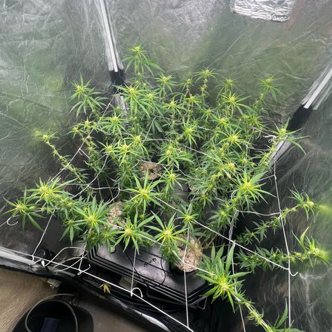 Cookies (Royal Queen Seeds) growlog timeline photo