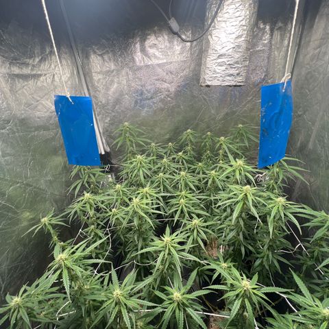 Cookies (Royal Queen Seeds) growlog timeline photo