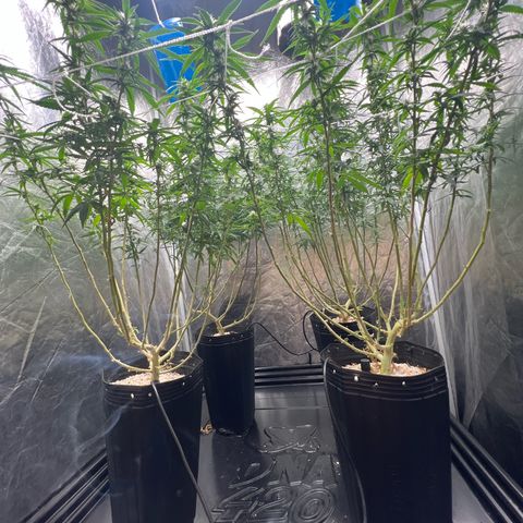 Cookies (Royal Queen Seeds) growlog timeline photo