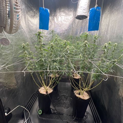 Cookies (Royal Queen Seeds) growlog timeline photo