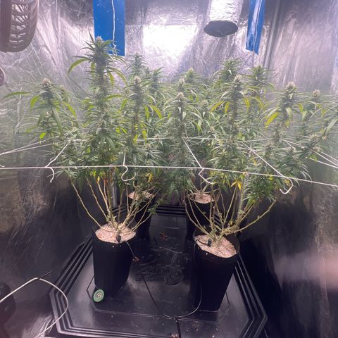 Cookies (Royal Queen Seeds) growlog timeline photo