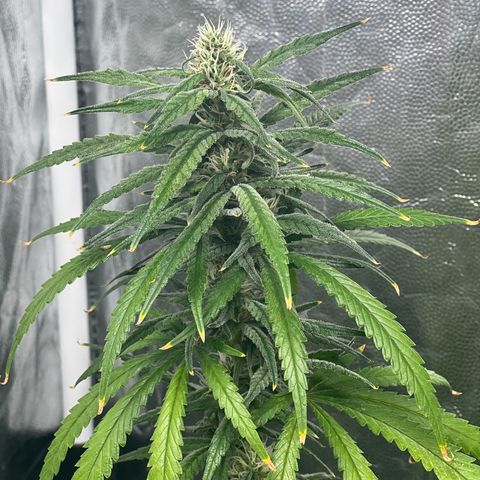 Cookies (Royal Queen Seeds) growlog timeline photo