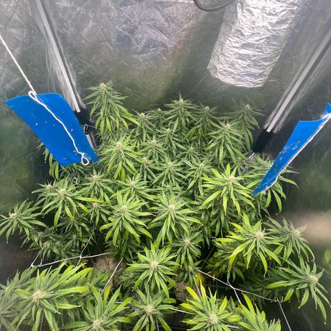 Cookies (Royal Queen Seeds) growlog timeline photo