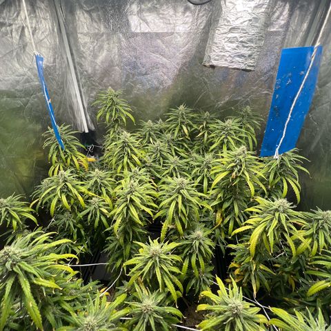 Cookies (Royal Queen Seeds) growlog timeline photo