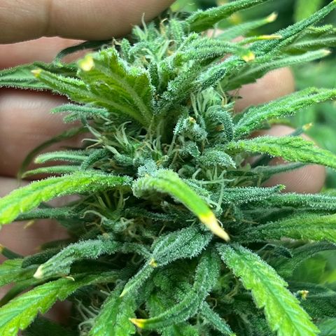 Cookies (Royal Queen Seeds) growlog timeline photo