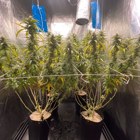 Cookies (Royal Queen Seeds) growlog timeline photo