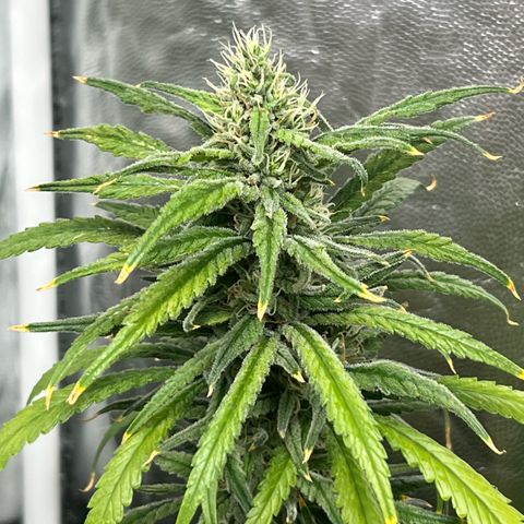 Cookies (Royal Queen Seeds) growlog timeline photo