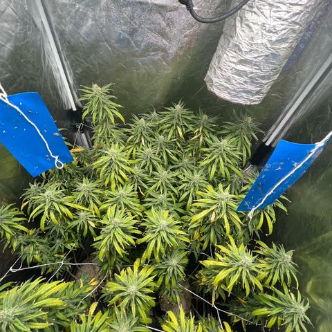 Cookies (Royal Queen Seeds) growlog timeline photo