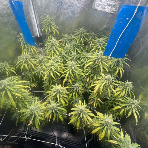 Cookies (Royal Queen Seeds) growlog timeline photo