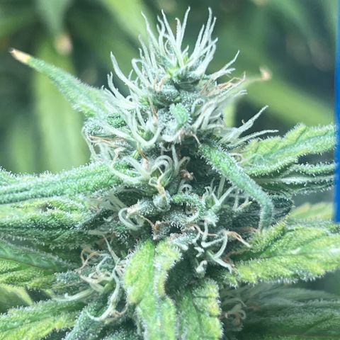 Cookies (Royal Queen Seeds) growlog timeline photo