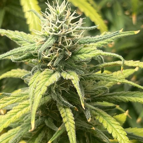 Cookies (Royal Queen Seeds) growlog timeline photo