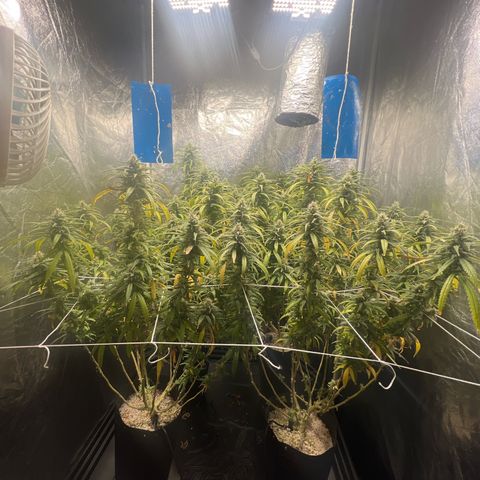 Cookies (Royal Queen Seeds) growlog timeline photo