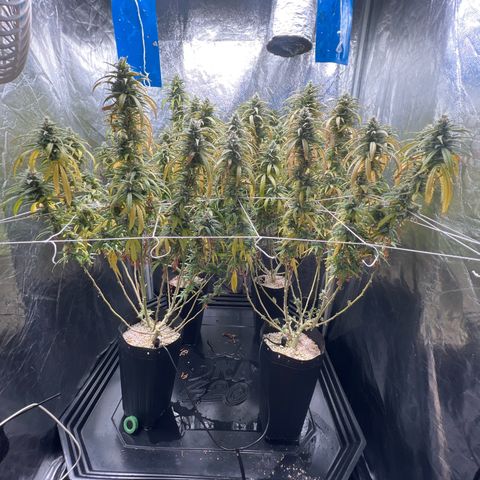 Cookies (Royal Queen Seeds) growlog timeline photo