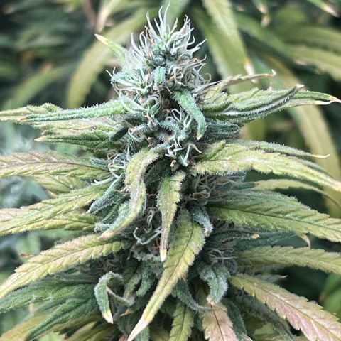 Cookies (Royal Queen Seeds) growlog timeline photo