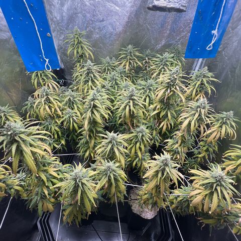 Cookies (Royal Queen Seeds) growlog timeline photo