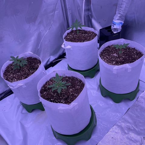 Strawberry Gorilla 🍓🦍, Bruce banner 🦖, OG kush growlog timeline photo