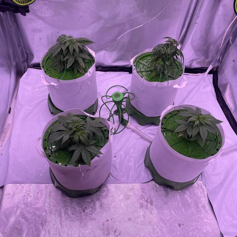 Strawberry Gorilla 🍓🦍, Bruce banner 🦖, OG kush growlog timeline photo