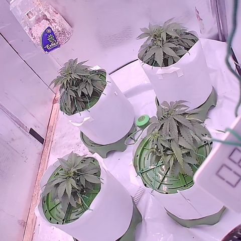 Strawberry Gorilla 🍓🦍, Bruce banner 🦖, OG kush growlog timeline photo