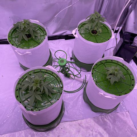 Strawberry Gorilla 🍓🦍, Bruce banner 🦖, OG kush growlog timeline photo