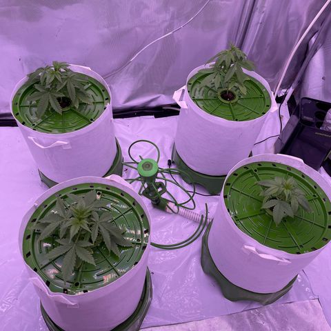 Strawberry Gorilla 🍓🦍, Bruce banner 🦖, OG kush growlog timeline photo