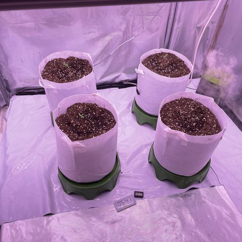 Strawberry Gorilla 🍓🦍, Bruce banner 🦖, OG kush growlog timeline photo