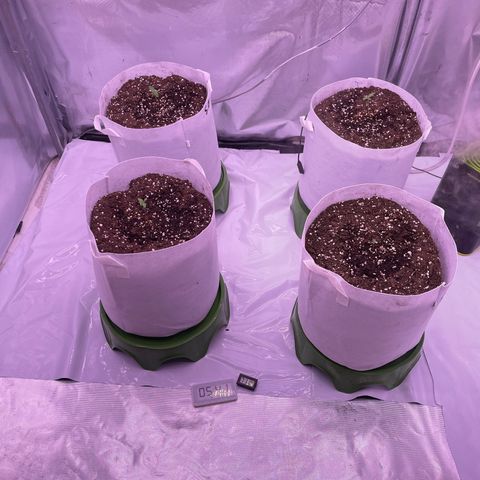Strawberry Gorilla 🍓🦍, Bruce banner 🦖, OG kush growlog timeline photo