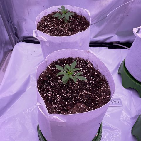 Strawberry Gorilla 🍓🦍, Bruce banner 🦖, OG kush growlog timeline photo