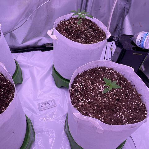 Strawberry Gorilla 🍓🦍, Bruce banner 🦖, OG kush growlog timeline photo
