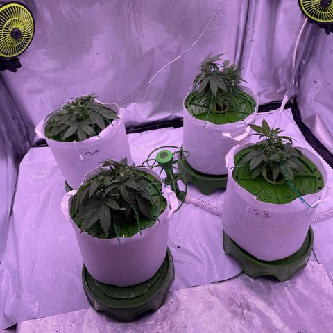 Strawberry Gorilla 🍓🦍, Bruce banner 🦖, OG kush growlog timeline photo