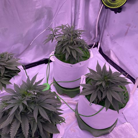 Strawberry Gorilla 🍓🦍, Bruce banner 🦖, OG kush growlog timeline photo