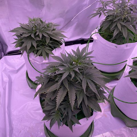 Strawberry Gorilla 🍓🦍, Bruce banner 🦖, OG kush growlog timeline photo