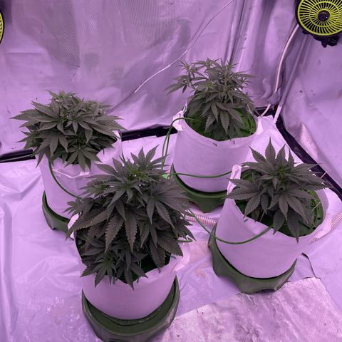 Strawberry Gorilla 🍓🦍, Bruce banner 🦖, OG kush growlog timeline photo